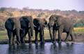 Elephants, Chobe NP, Botswana