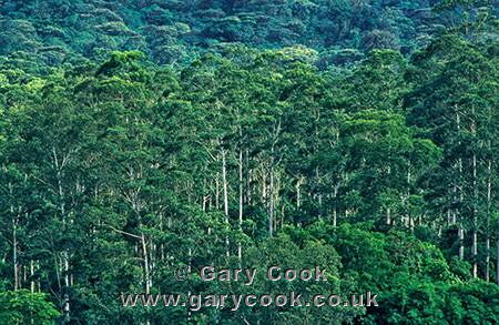 Rainforest on the sides of Mount Cameroon, Cameroon