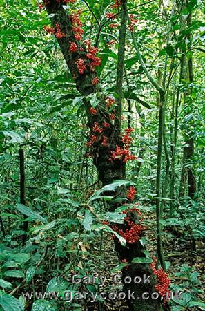 Fruiting tree in the rainforest, Korup National Park, Cameroon