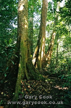 Rainforest, Korup National Park, Cameroon