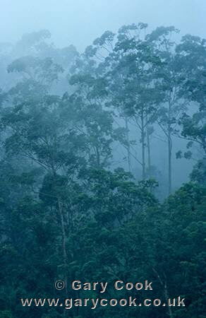 Misty rainforest on the sides of Mount Cameroon, Cameroon