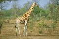 West African Giraffe, Waza National Park, Cameroon