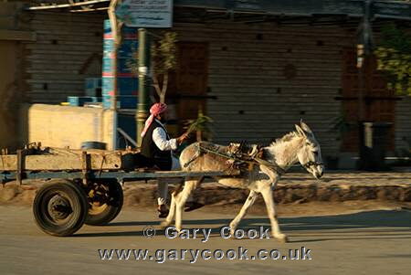 Donkey cart, Siwa, Egypt