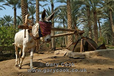 Donkey powered well irrigating the palm groves, near Saqqara, Egypt