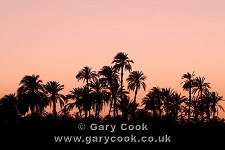 Sunset over palm trees, Egypt