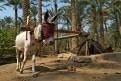 Donkey powered well irrigating the palm groves, near Saqqara, Egypt
