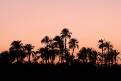 Sunset over palm trees, Egypt