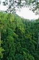 Rainforest at Kakum National Park, Ghana
