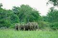 Elephant, Mole National Park, Ghana