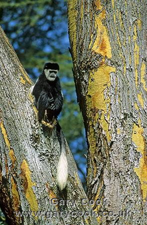 Black and White Colobus Monkey, Elsamere, Lake Naivasha, Kenya