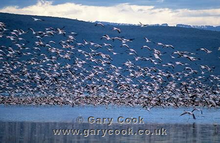 Lesser Flamingos, Lake Nakuru National Park, Kenya