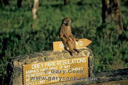 Young Baboon sitting on a signpost, Lake Nakuru National Park, Kenya