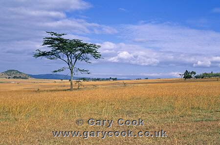 Central Highlands north of Nyahururu, Kenya