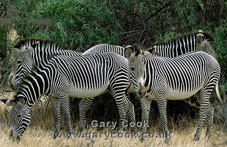 Grevy's Zebra, Samburu National Park, Kenya
