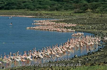 Lesser Flamingos, Lake Bogoria National Reserve, Kenya