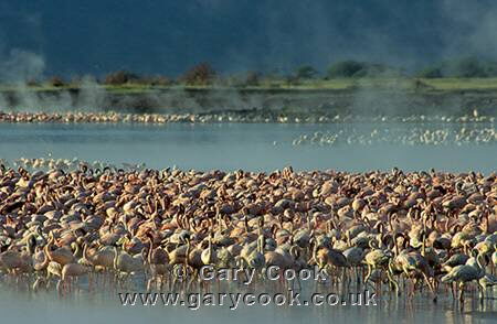 Lesser Flamingos at dawn, Lake Bogoria National Reserve, Kenya