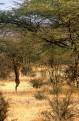 Gerenuk, Samburu National Park, Kenya