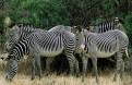 Grevy's Zebra, Samburu National Park, Kenya