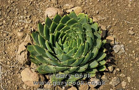 Spiral Aloe, National Plant of Lesotho, Lesotho
