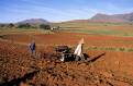 Farmers planting Maize, Malealea, Lesotho