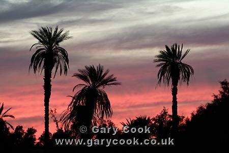 Sunset over palm trees in the Sahara Desert, Libya