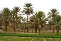 Palm groves, Ghadames, Libya