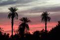 Sunset over palm trees in the Sahara Desert, Libya