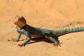 Lizard, Jebel Acacus, Sahara Desert, Libya