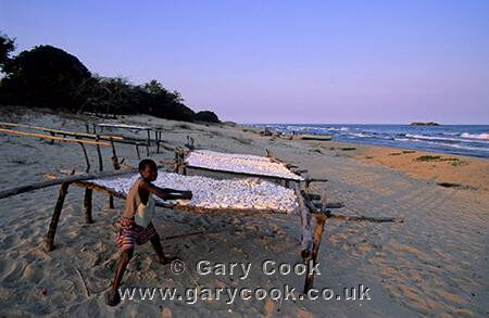 Cassava drying in the sun, Lake Malawi, Malawi