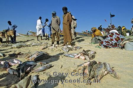 Fish market on the Plage de Peche, Nouakchott, Mauritania