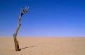 Dead tree in the Sahara Desert, Mauritania