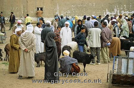 Livestock market at Erfoud, Morocco