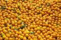 Oranges for sale, market at Erfoud, Morocco