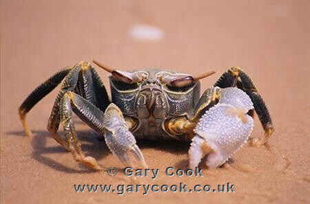 Crab, Benguela Island, Mozambique