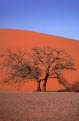 Dune 45, Sand dunes of the Namib Naukluft National Park, near Sesriem, Namibia