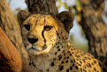 Cheetah, Otjitotongwe Cheetah Park, Kamanjab, Namibia