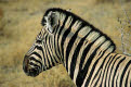 Burchells Zebra, Etosha National Park, Namibia