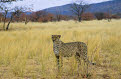 Cheetah, Otjitotongwe Cheetah Park, Kamanjab, Namibia
