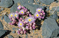 Flowers, near Fish River Canyon, Namibia