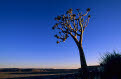 Quiver Tree at dawn, near Fish River Canyon, Namibia