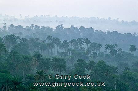Palm trees in the mist, near Abeokuta, Nigeria