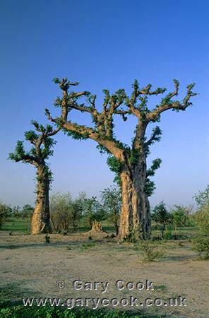 Baobab tree, Northern Nigeria