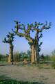 Baobab tree, Northern Nigeria