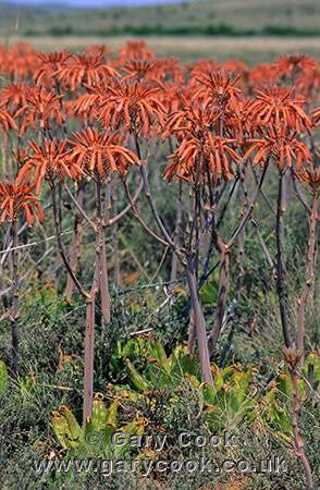 Wild Flowers, White Spotted Aloe, Eastern Cape, South Africa