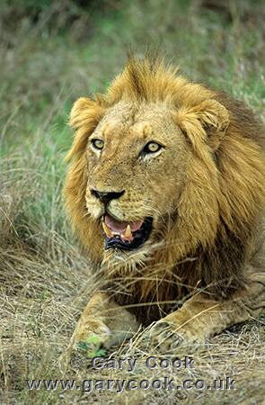 Lion, Kruger National Park, South Africa