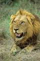 Lion, Kruger National Park, South Africa