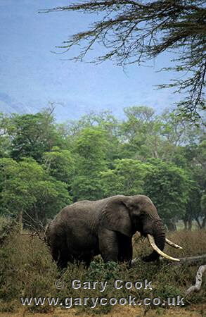 Elephant in acacia forest, Ngorongoro Crater, Tanzania