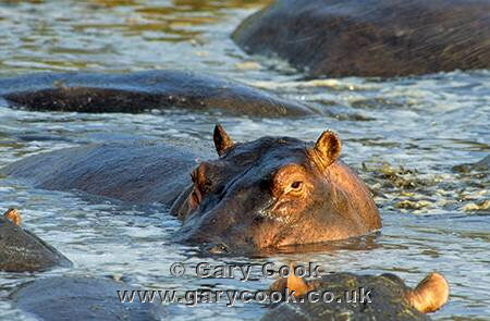Hippos, Serengeti National Park, Tanzania
