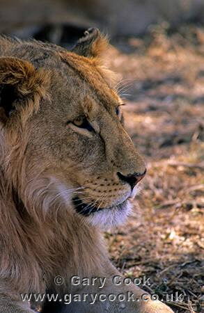 Young male lion, Serengeti National Park, Tanzania