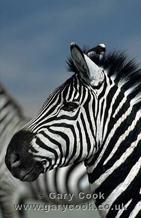 Grant's Zebra, Ngorongoro Crater, Tanzania